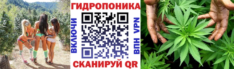 Шишки марихуана сатива Богданович
